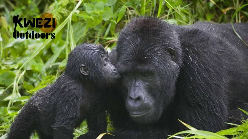 Gorilla Safari Experience