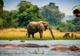 Uganda-Wildlife-Safaris