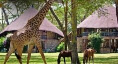 Budget Masai Mara Luxury Safari