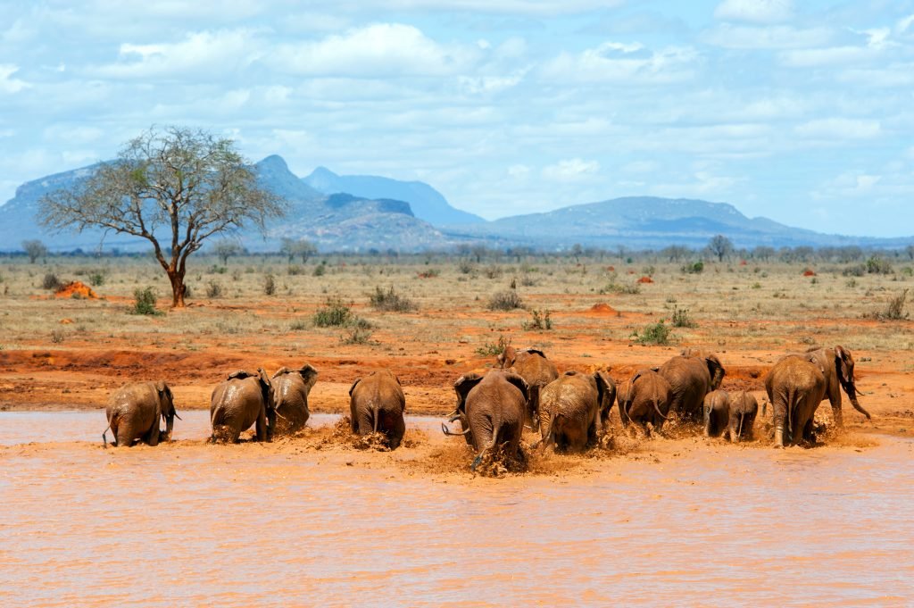 African Safari in Kenya