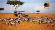 Kenya wildlife safari adventure