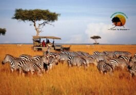 Kenya wildlife safari adventure