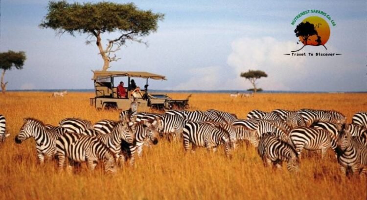 Kenya wildlife safari adventure