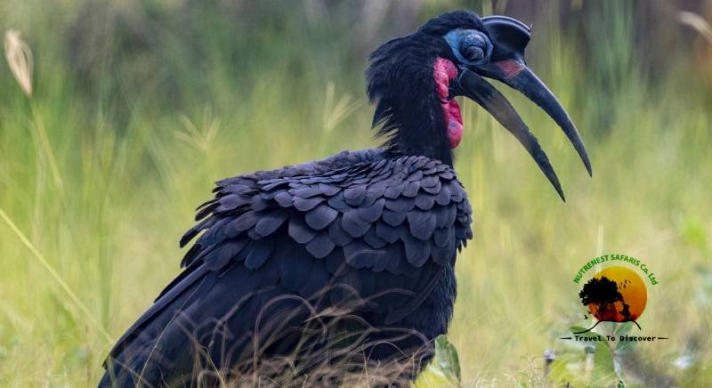 Bird Watching Safaris Uganda