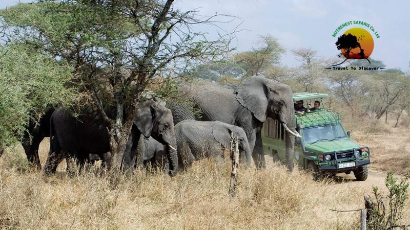 Uganda Safaris