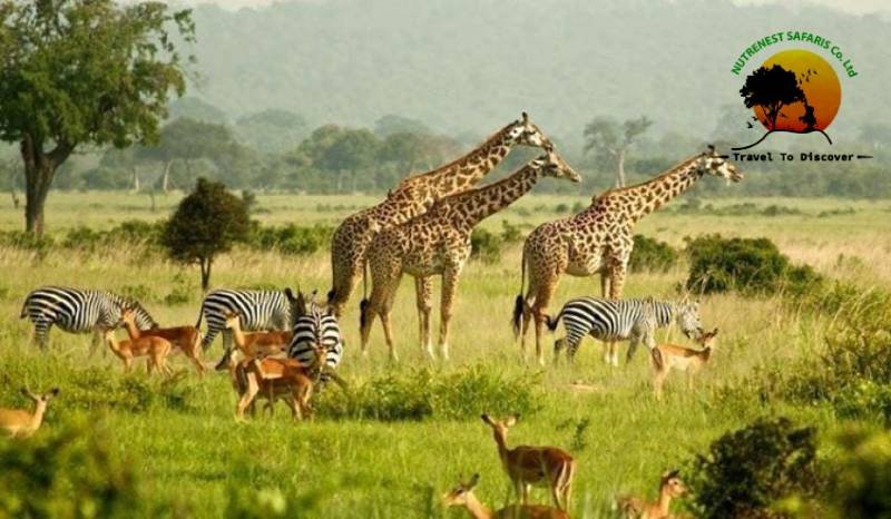 safari in Uganda