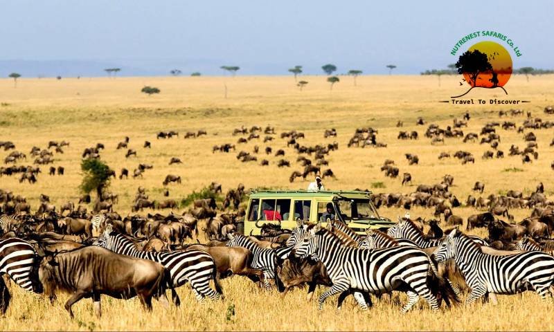 wildebeest migration